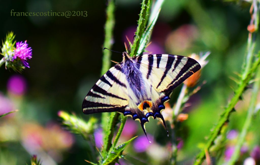 Farfalle della Magna Grecia